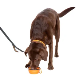 Trespaws Collapsible Dog Bowl Sippy