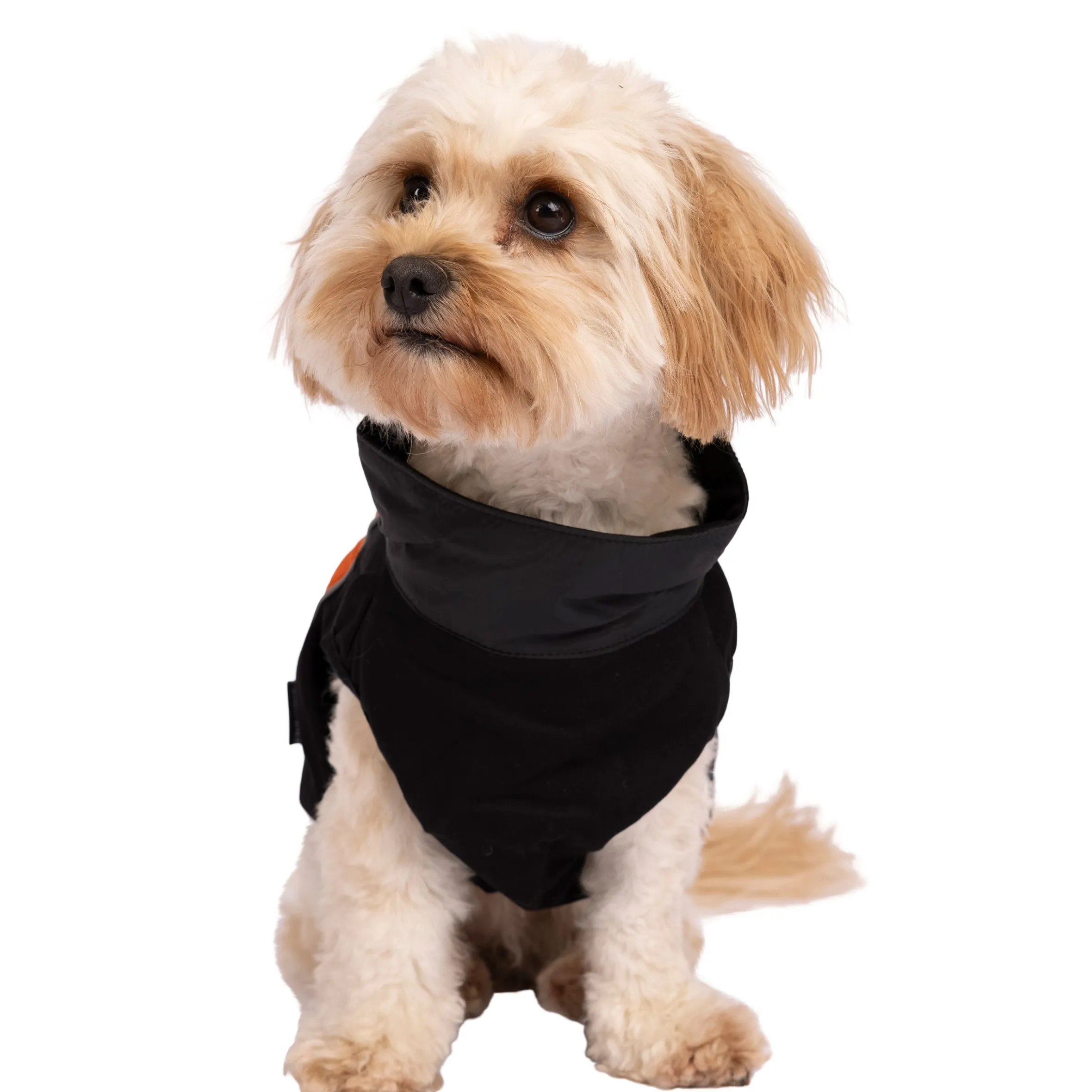 Trespaws Extra Small Dog Jacket Beedle - Black & Burnt Orange
