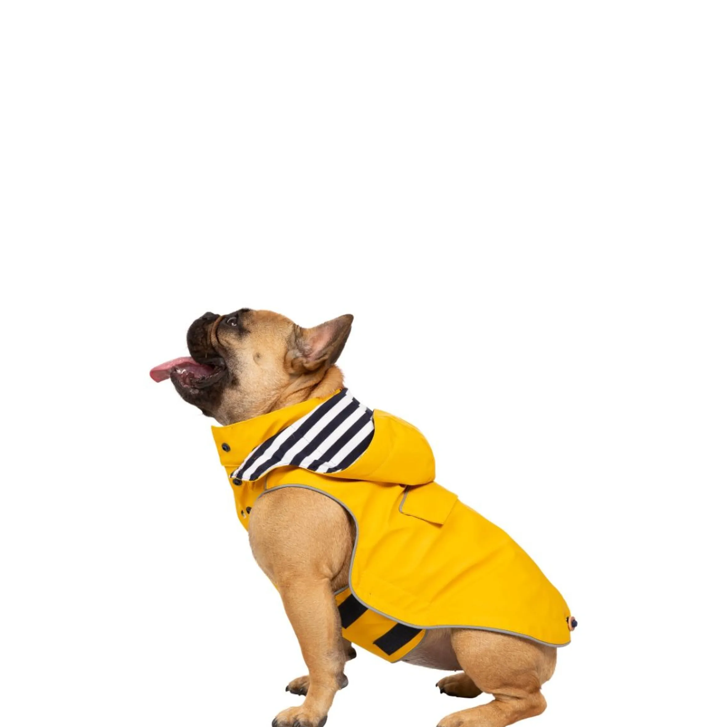 Trespaws Small Waterproof Dog Coat Seadog