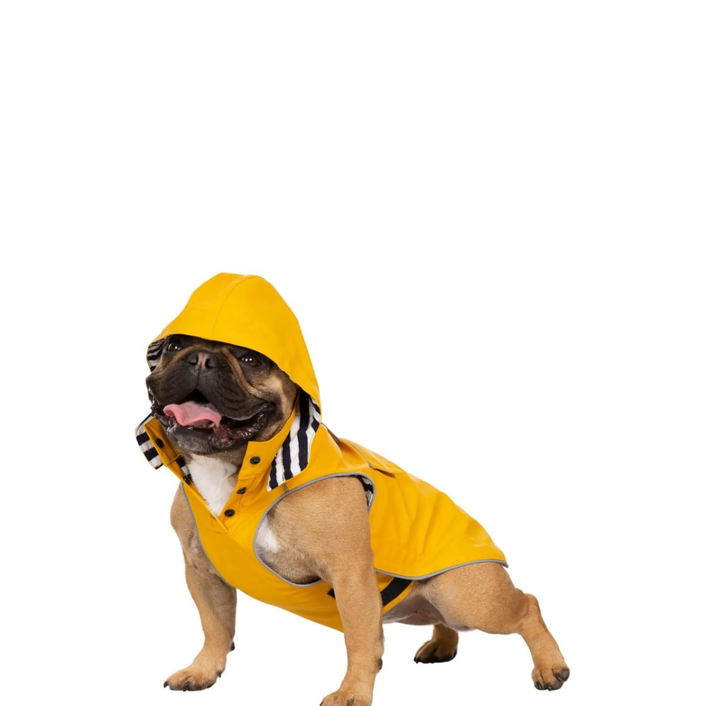 Trespaws Small Waterproof Dog Coat Seadog